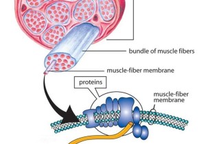 Becker Müsküler Distrofi (BMD)